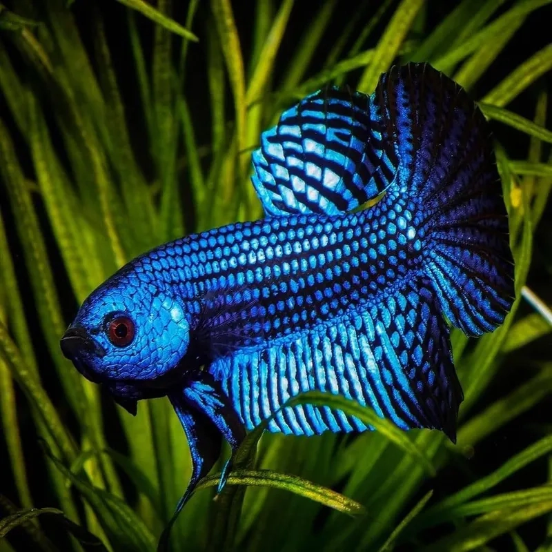 Chia sẻ kinh nghiệm chăm sóc cá cảnh đẹp hiệu quả