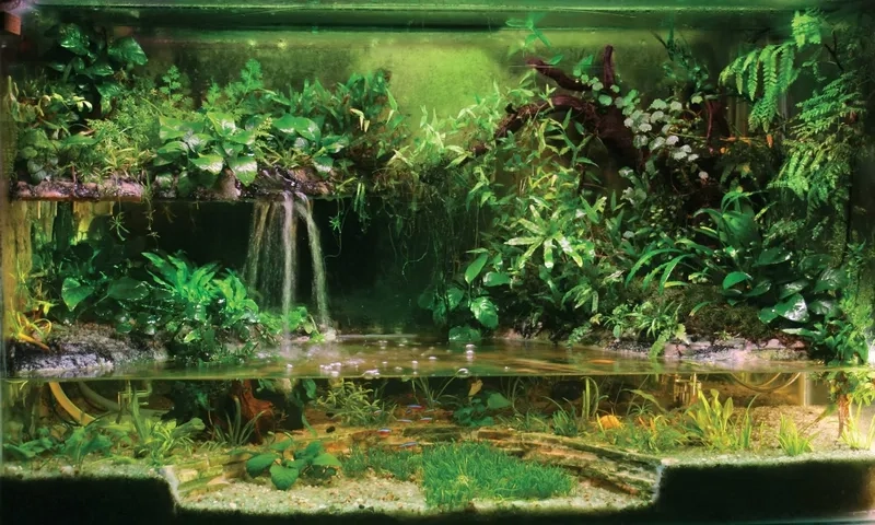 Các loại cây cho bể bán cạn