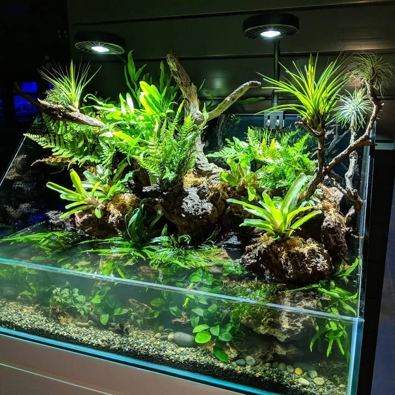 Thiết kế mẫu bể bán cạn mini