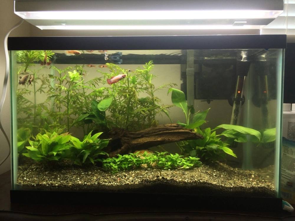 Ánh sáng đèn vàng tôn lên vẻ đẹp mộc mạc của đá cuội