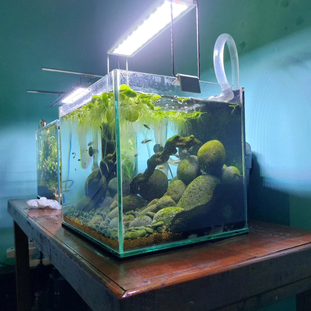 Bể cá biotop phong cách tối giản dùng đá cuội đen