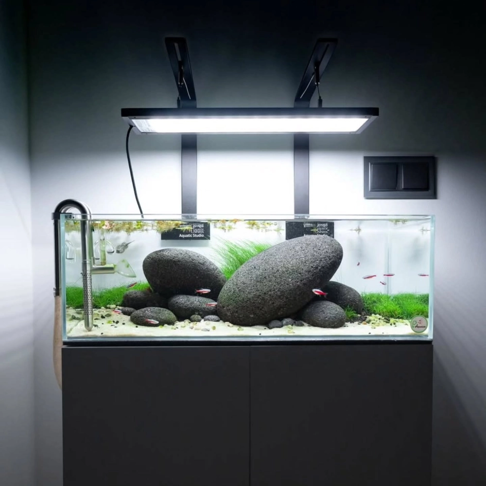 Sự kết hợp hoàn hảo giữa lá bàng khô và đá cuội