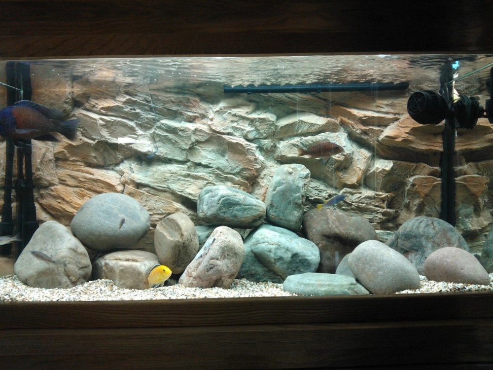 Mẫu bể biotop nguyên bản không dùng cây thủy sinh