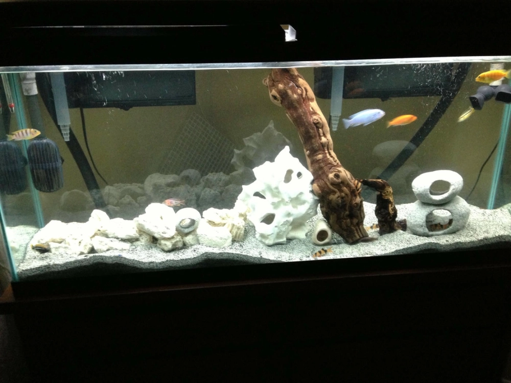 Sử dụng đá cuội làm điểm nhấn chính cho hồ cá cảnh