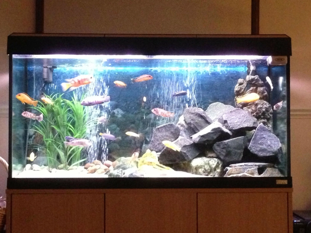 Trang trí nền bể cá bằng sỏi và đá cuội tự nhiên