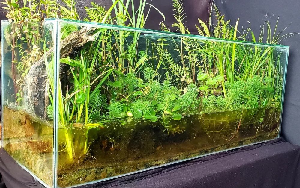 Hướng dẫn setup bể biotop cho người mới bắt đầu