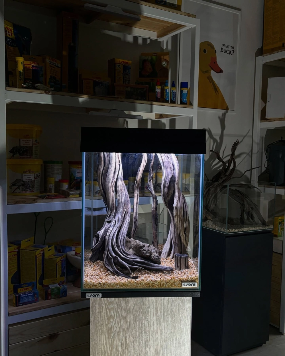 Cá chỉ vàng bơi trong bể biotop đen