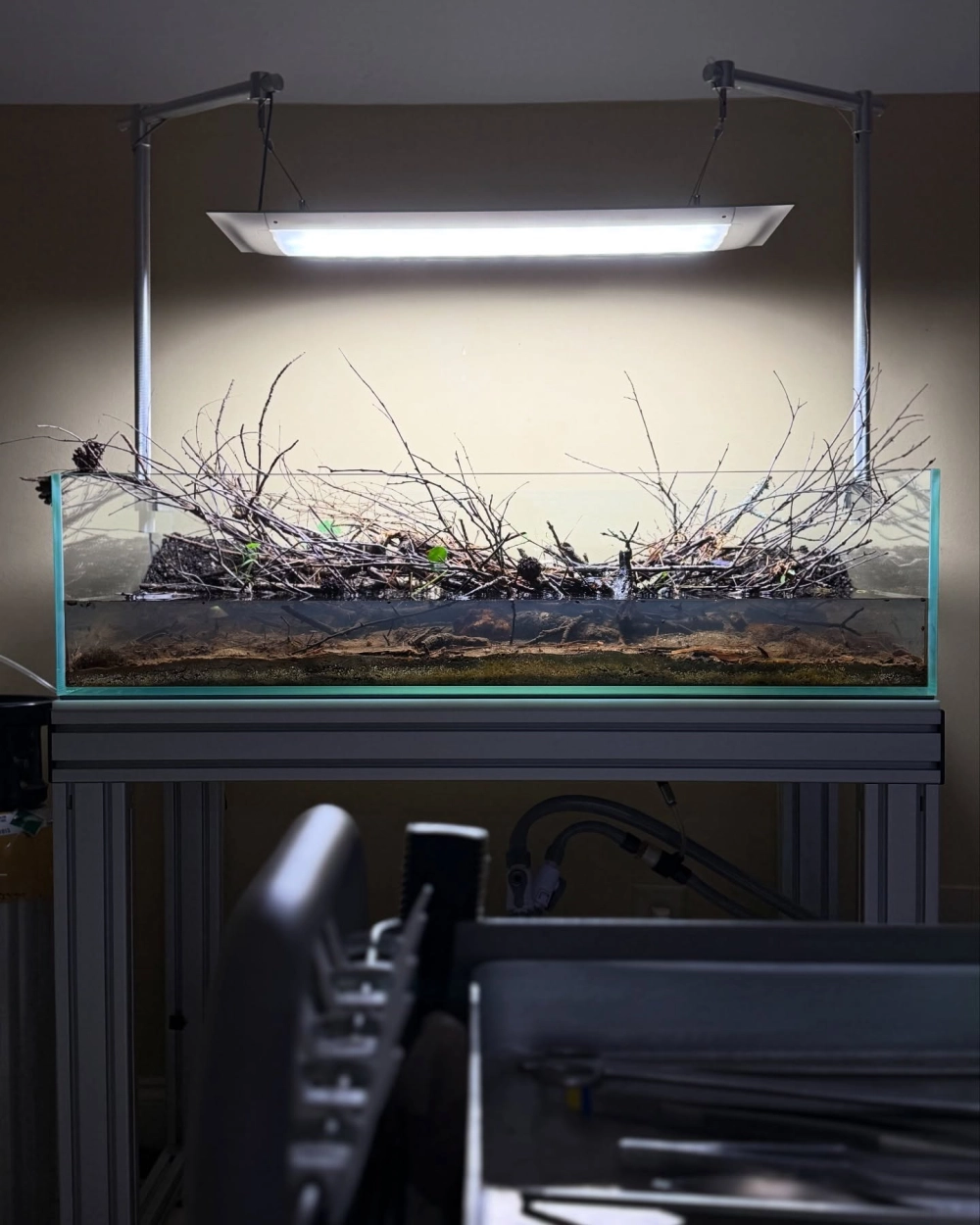 Bể biotop đẹp sử dụng đá kẹp kem và lũa