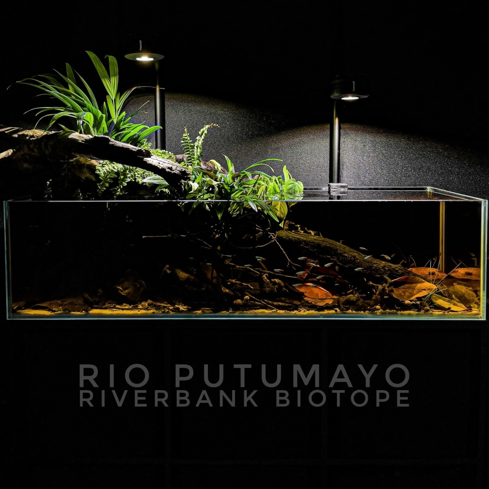 Không gian phòng khách sang trọng với bể cá lớn