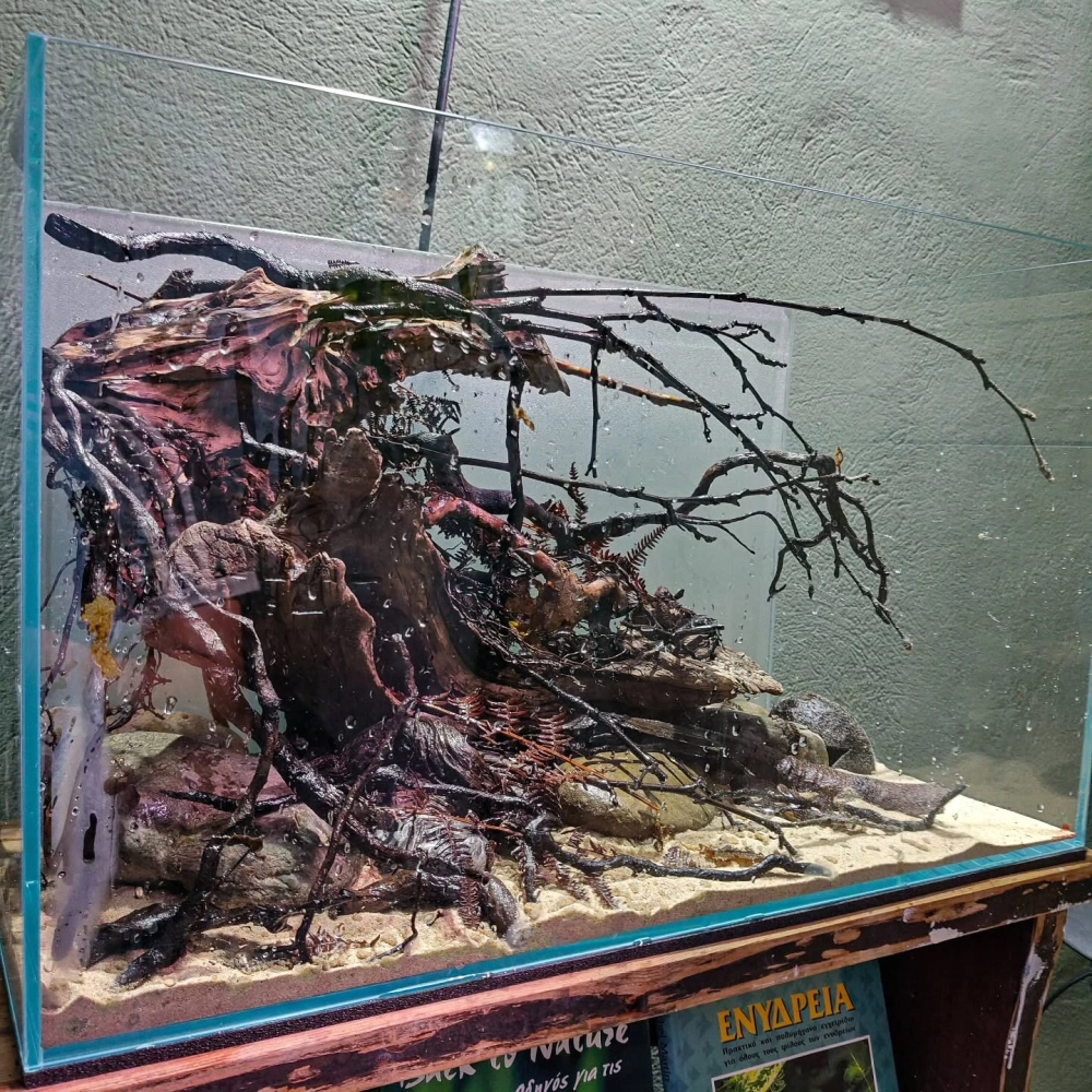 Vẻ đẹp mộc mạc của rễ cây trong bể thủy sinh