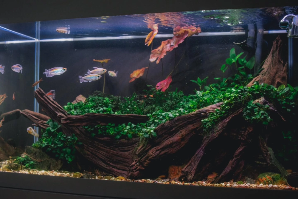 Góc thư giãn với tiếng nước chảy trong bể cá