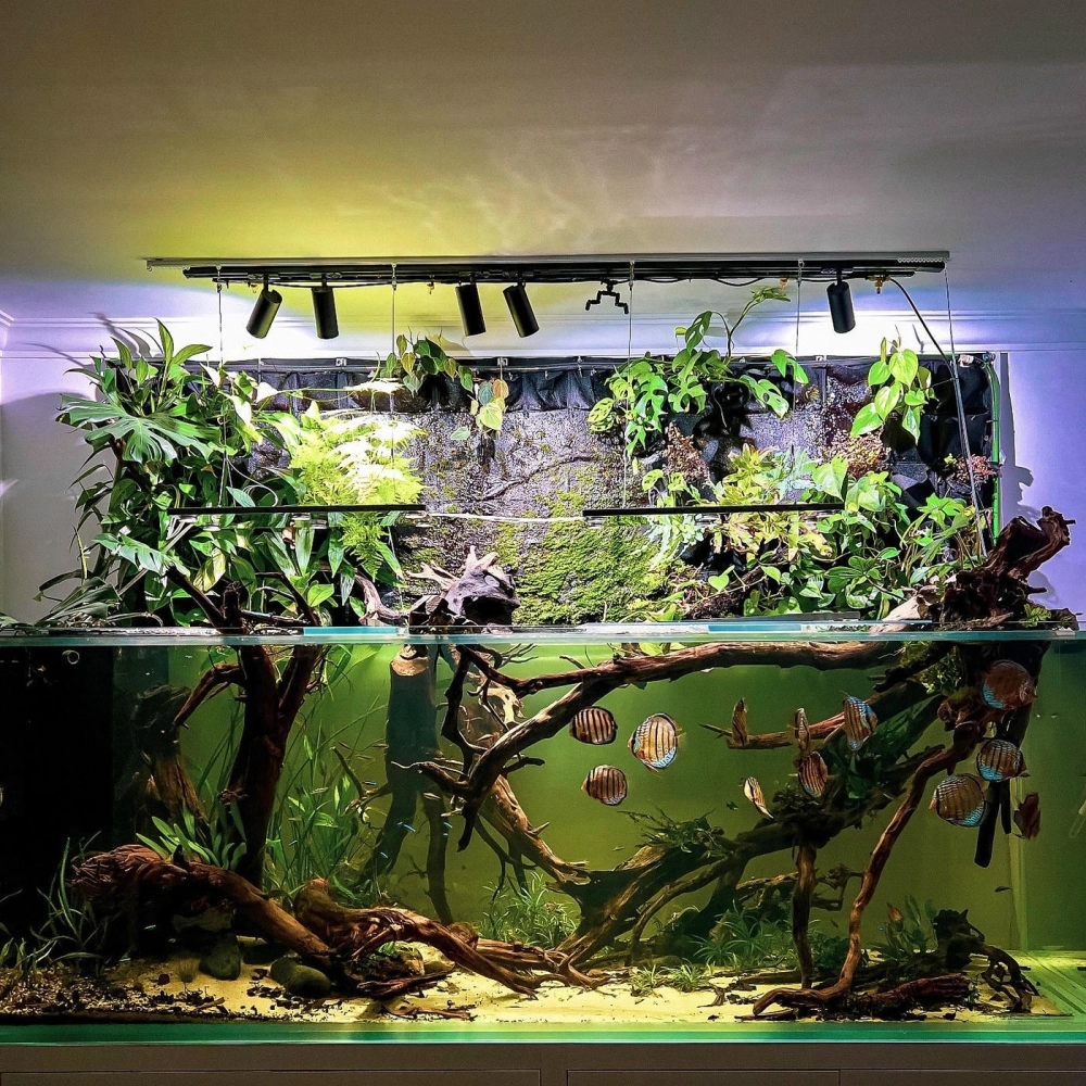 Đàn cá rồng bơi giữa không gian biotop rộng