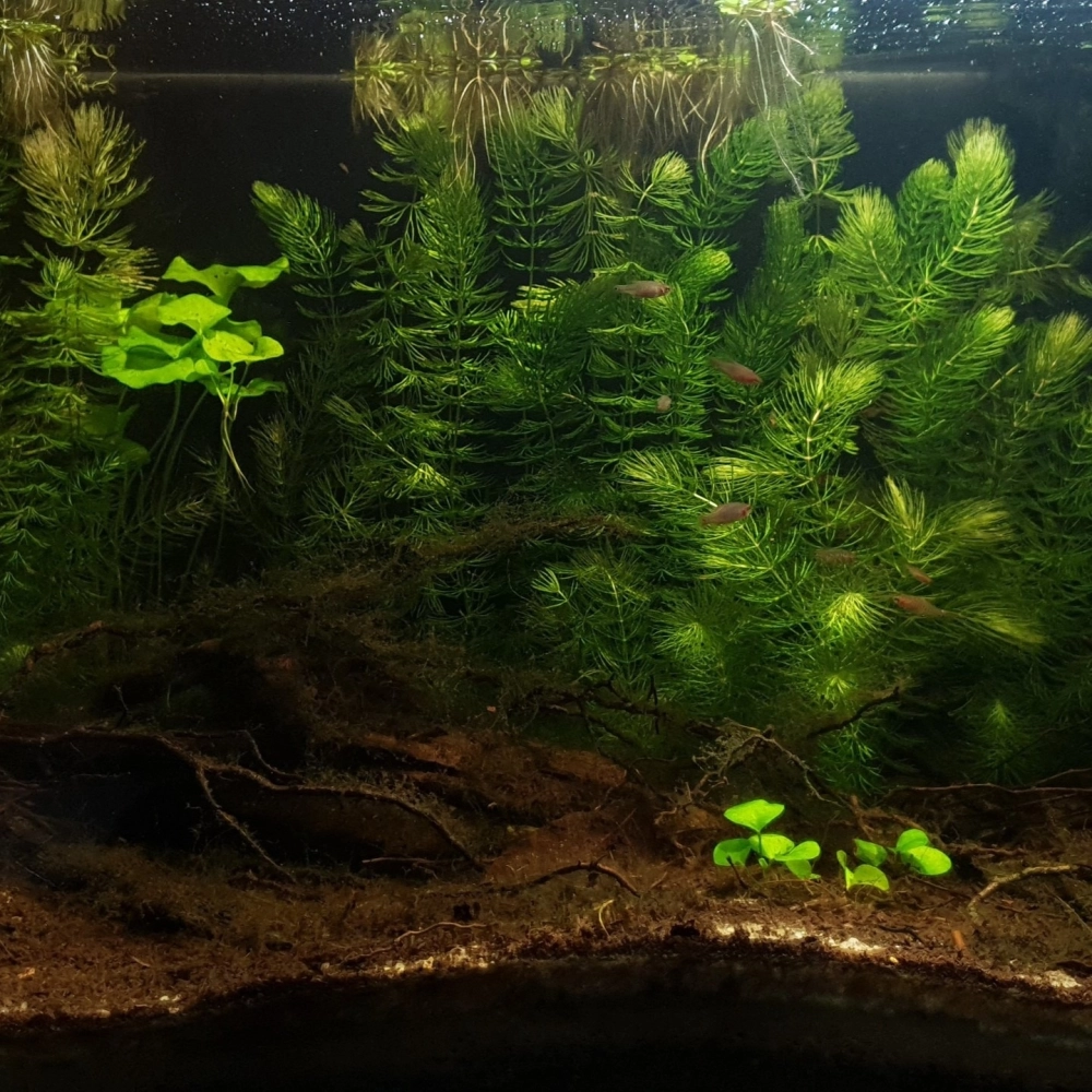 Cây thủy sinh bán cạn kết hợp lũa linh sam