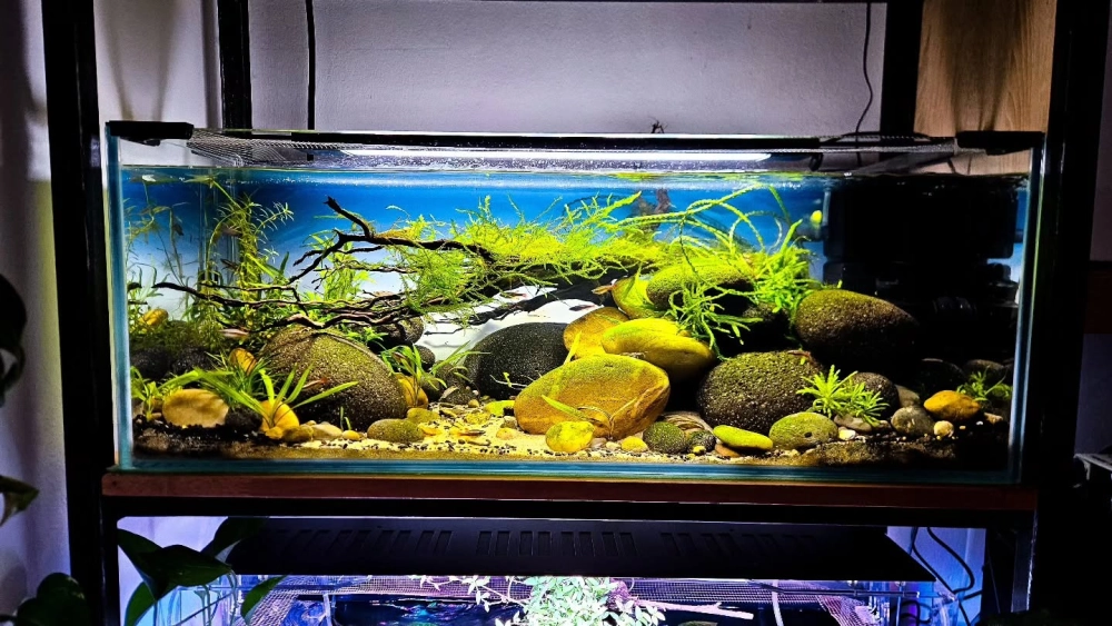 Bố cục lũa trôi dạt trong bể biotop đẹp