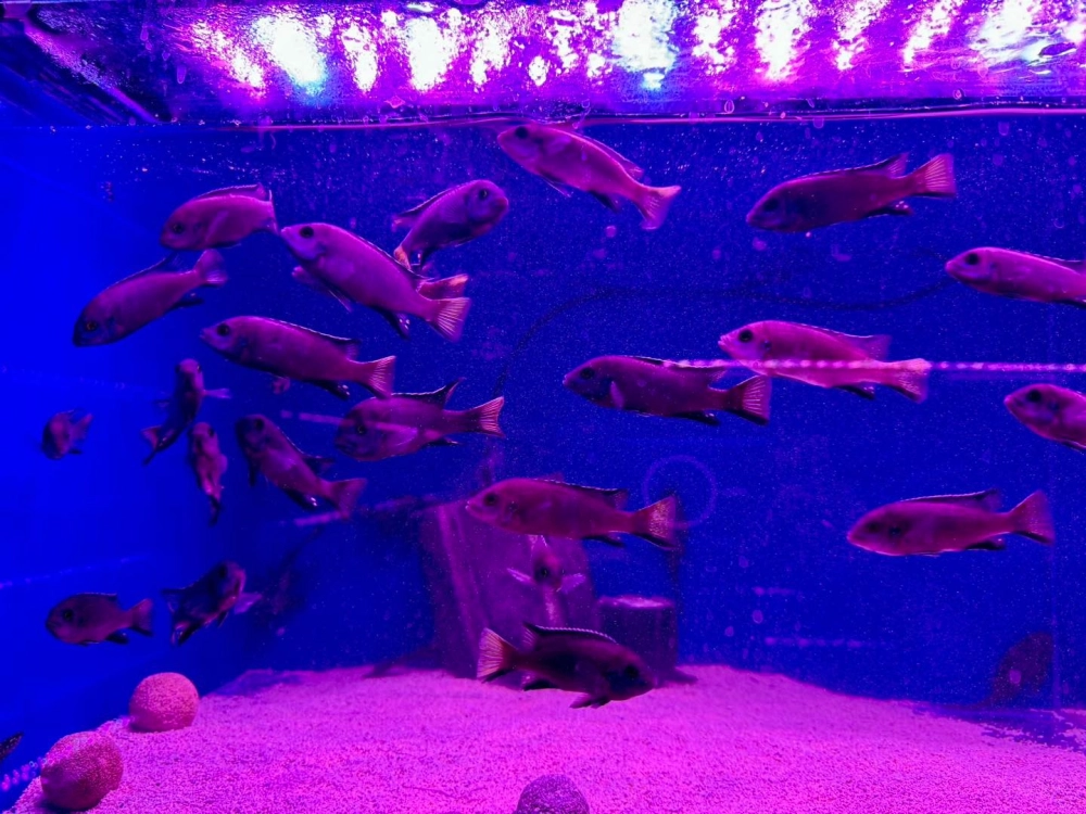 Hồ cá ali sử dụng ánh sáng xanh huyền ảo