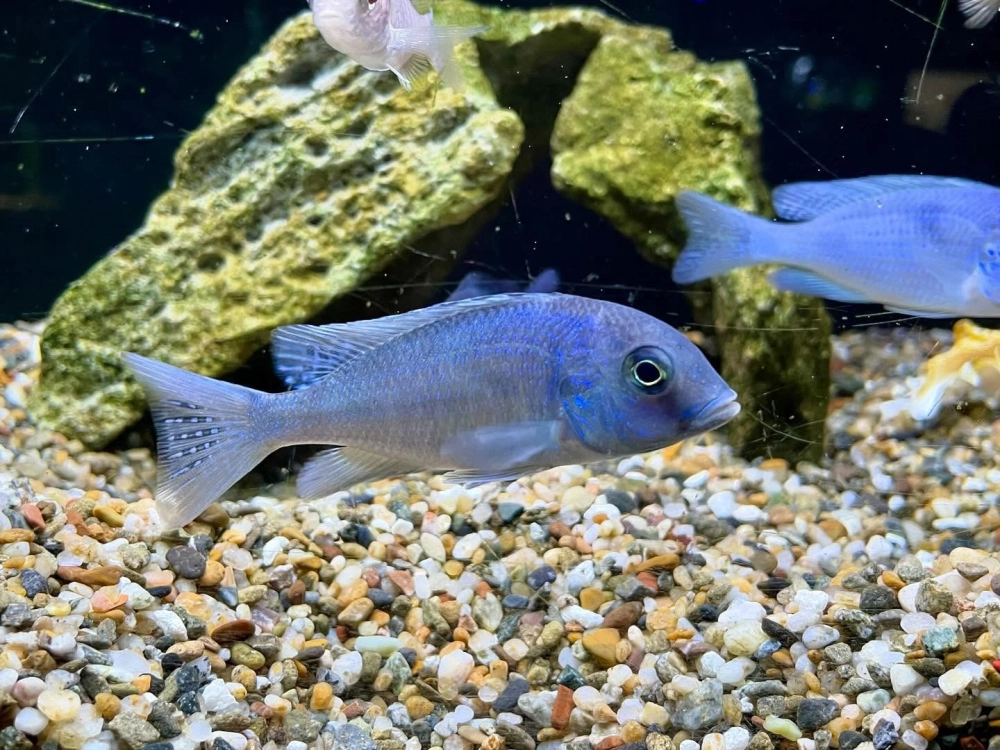 Mẫu decor hồ cá ali cho phòng khách nhỏ