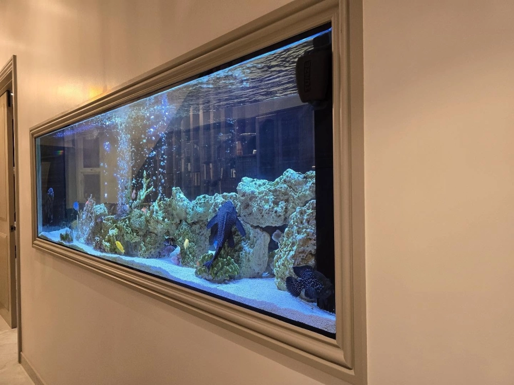 Bể cá ali kích thước lớn trưng bày tại sảnh