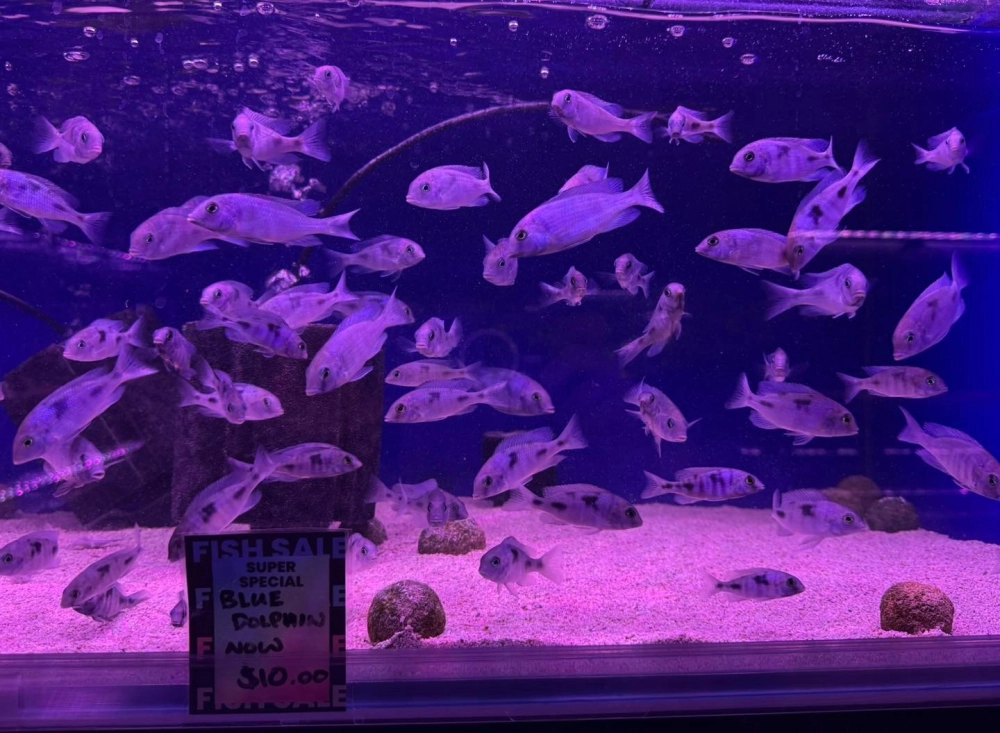 Thiết kế layout hồ cá ali cho người mới bắt đầu