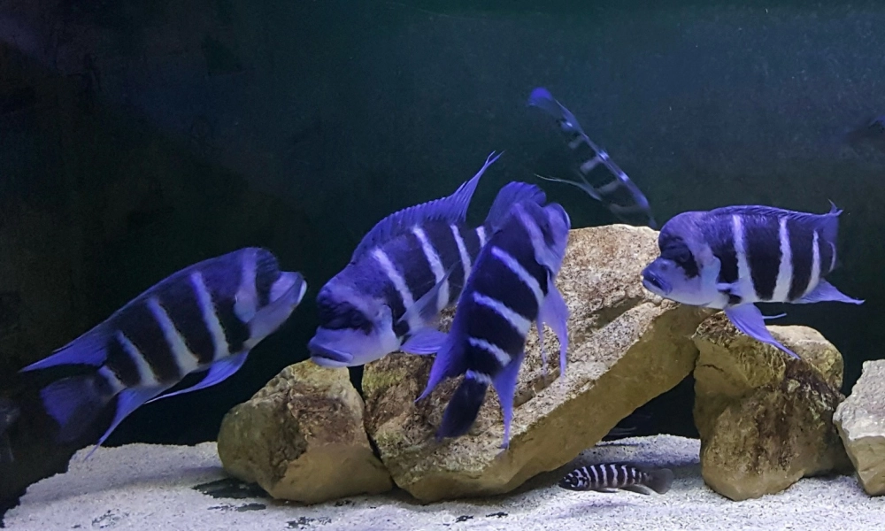 Cá ali đa sắc màu trong môi trường giả lập tự nhiên