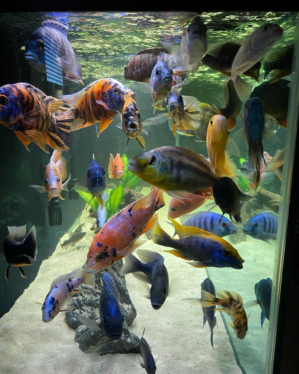 Cá ali xanh nổi bật trên nền đá vôi trắng