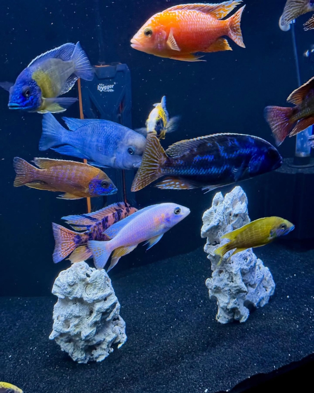 Bố cục đá kẹp kem cho hồ cá ali sắc nét