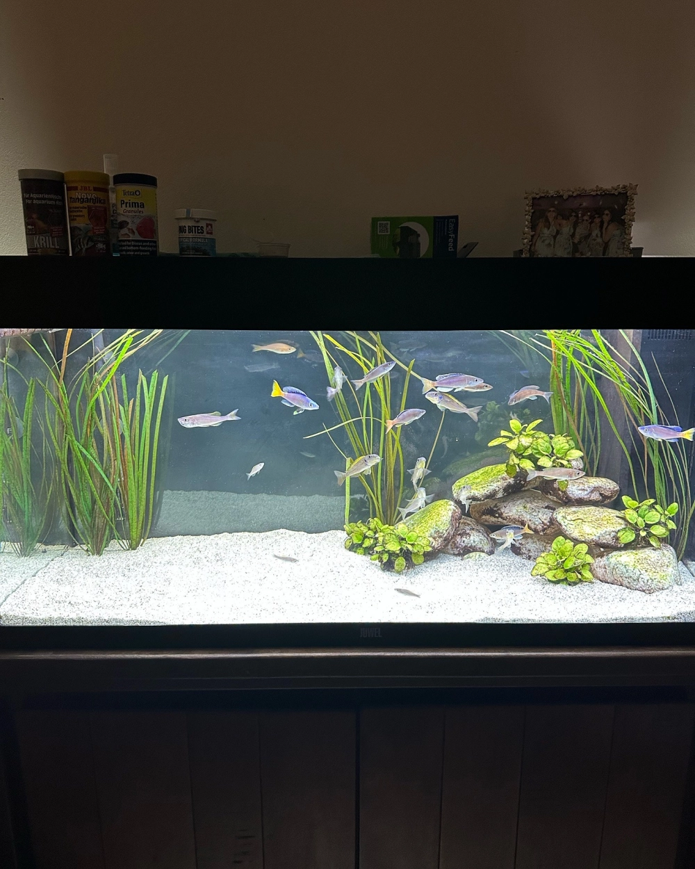 Thi công bể cá ali với đá da voi cao cấp