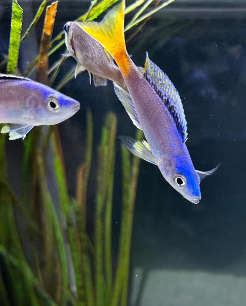 Mẫu hồ cá ali phong cách tối giản hiện đại