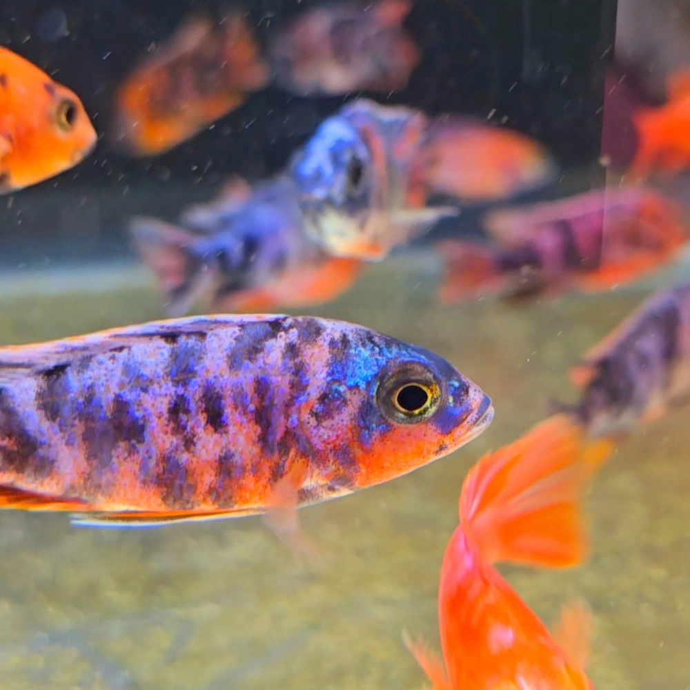 Bể cá ali sử dụng cát trắng và đá cuội xám