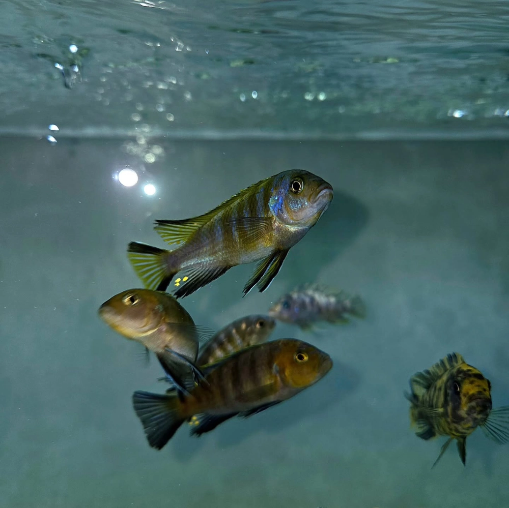 Bể cá ali phong cách biotop hồ Malawi