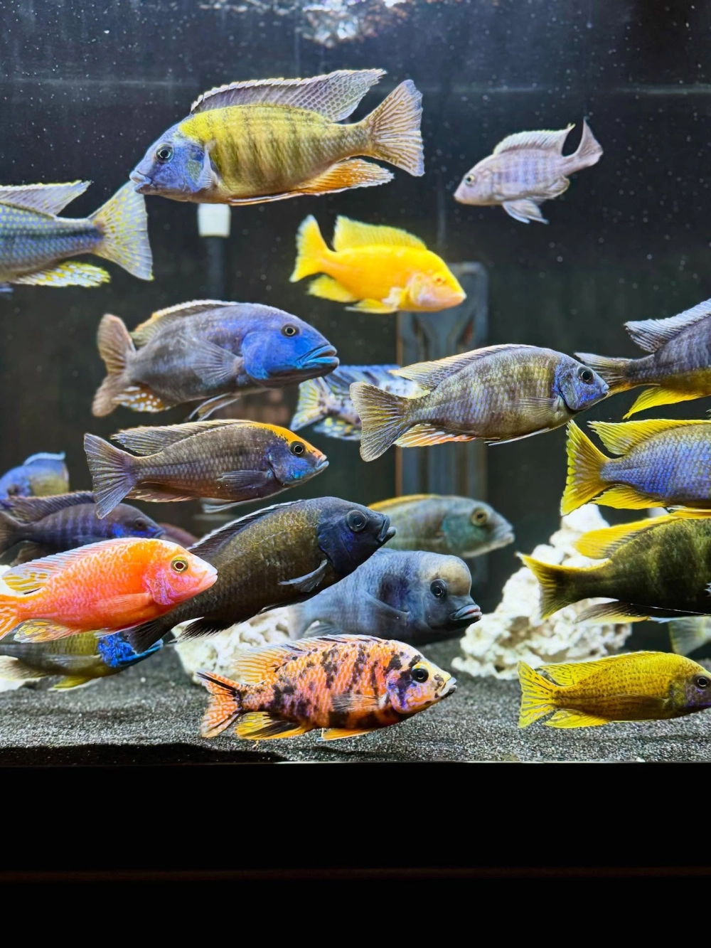 Bể cá ali phong cách biotop hồ Malawi