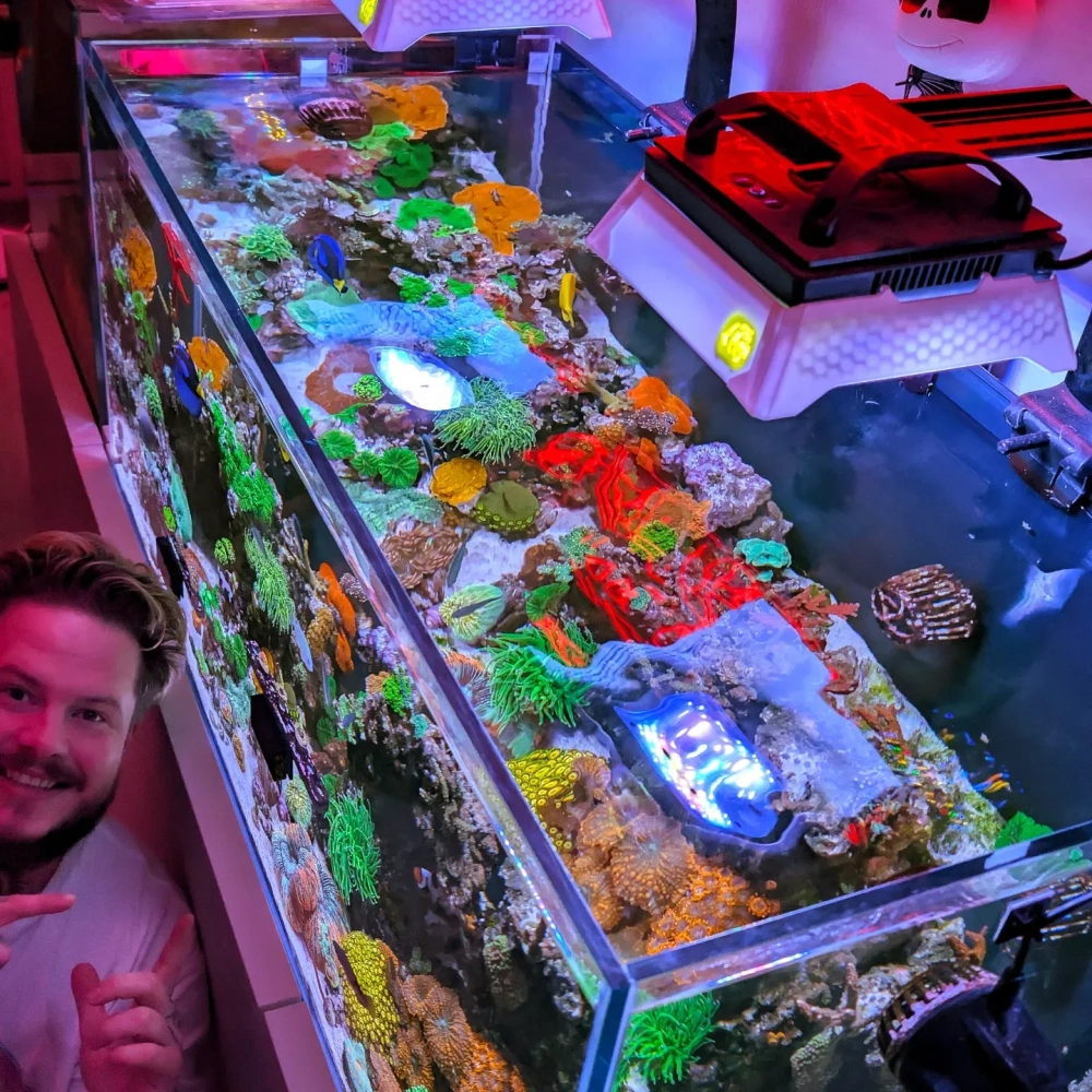 Cách tạo dòng chảy nhẹ nhàng trong bể cá bảy màu