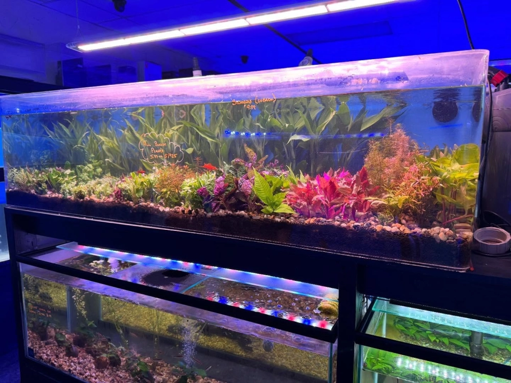 Không gian thư giãn với bể cá nhỏ xinh trong phòng khách