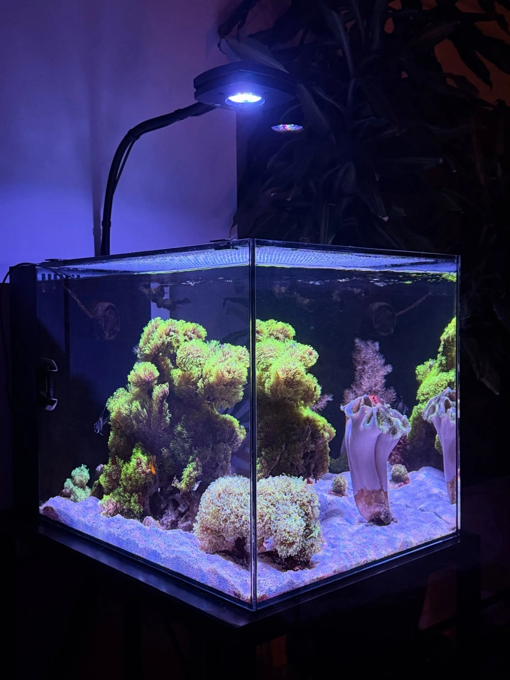 Sử dụng đá kẹp kem trang trí bể cá cảnh sinh động