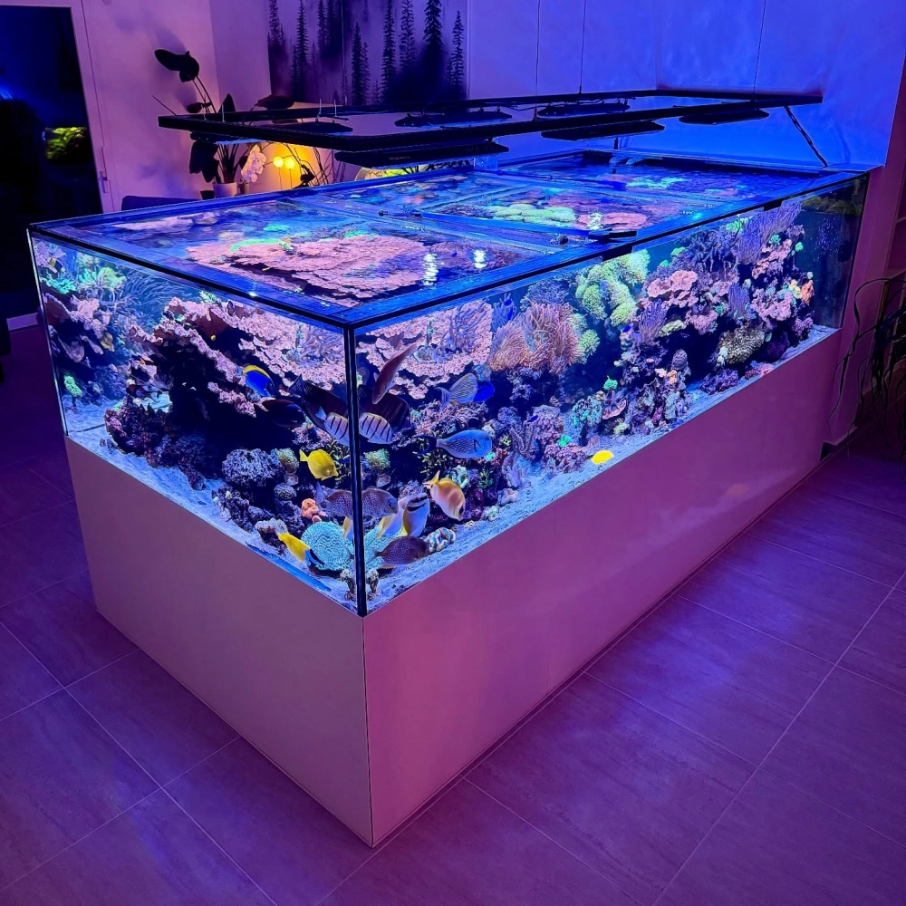 Cách sắp xếp cây thủy sinh hậu cảnh cho bể cá