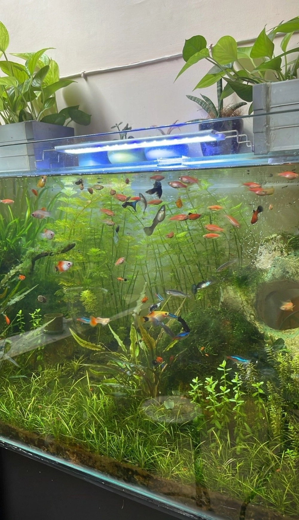 Bố cục lũa gỗ cho bể cá bảy màu tạo vẻ hoang sơ