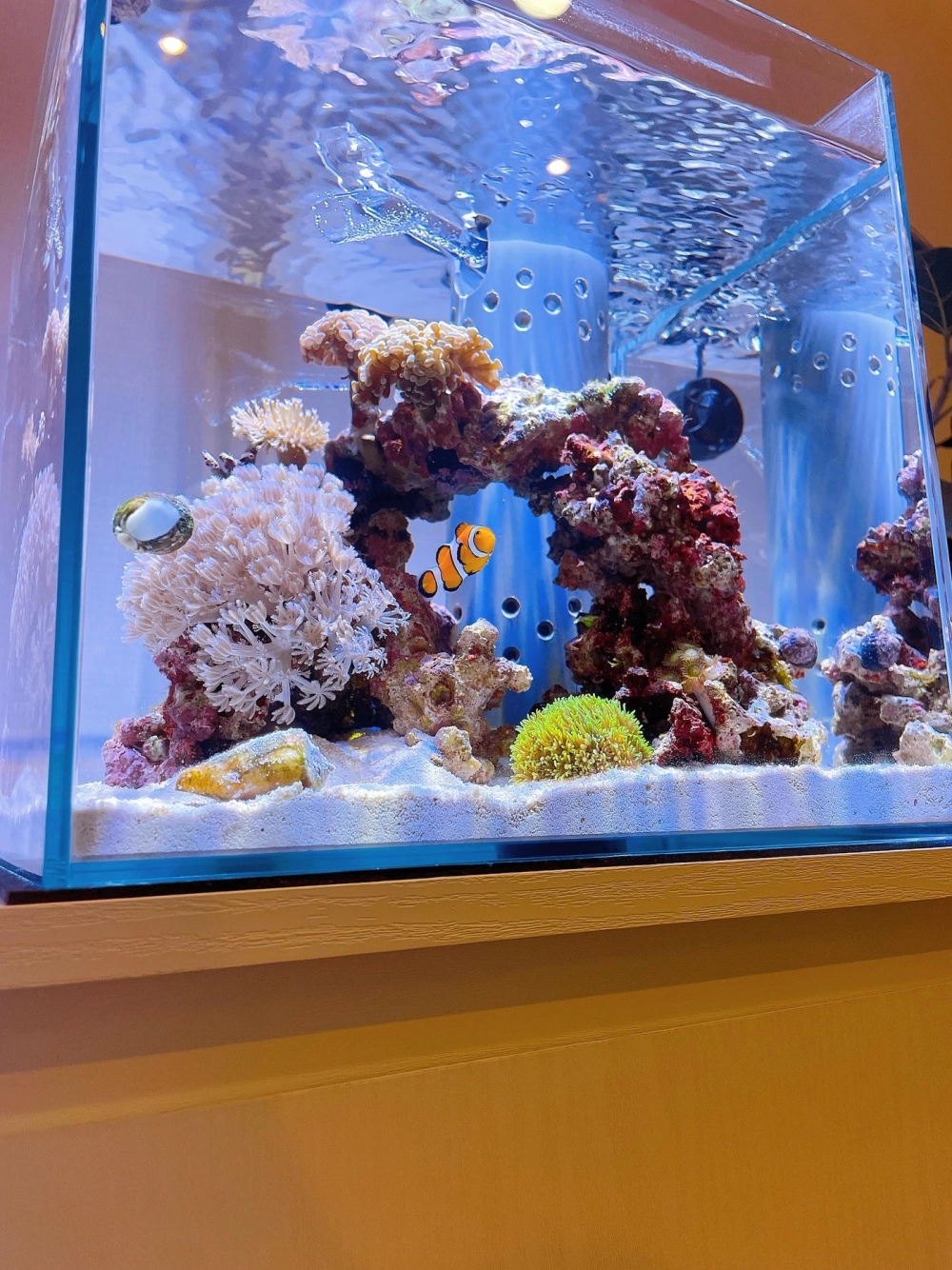 Thiết kế bể cá nhỏ đặt bàn làm việc tinh tế