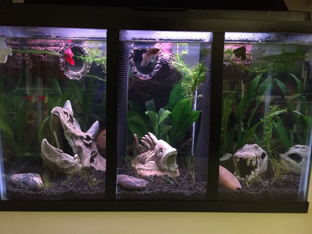 Bể cá betta nhiều ngăn sử dụng vách ngăn kính mờ