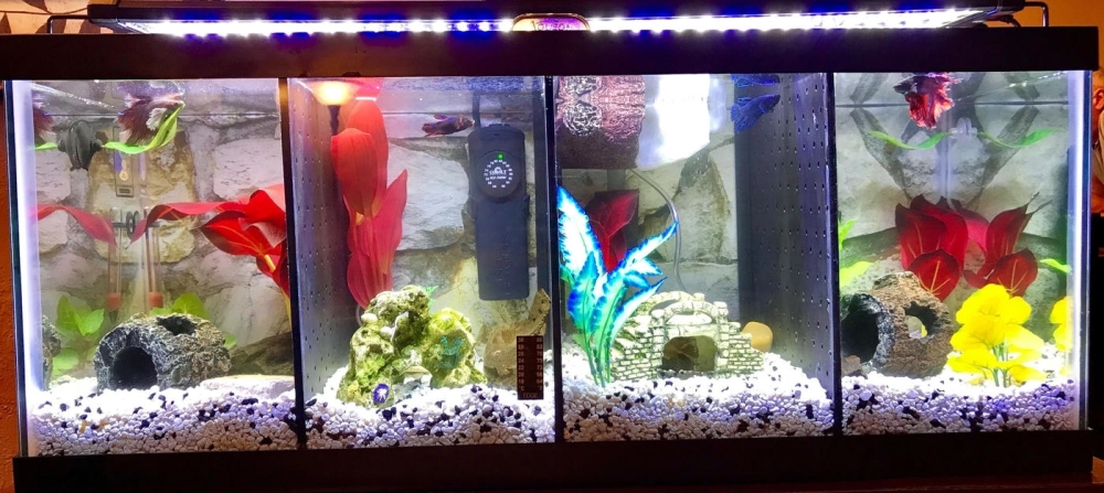 Layout đá cuội cho bể cá betta nhiều ngăn đơn giản