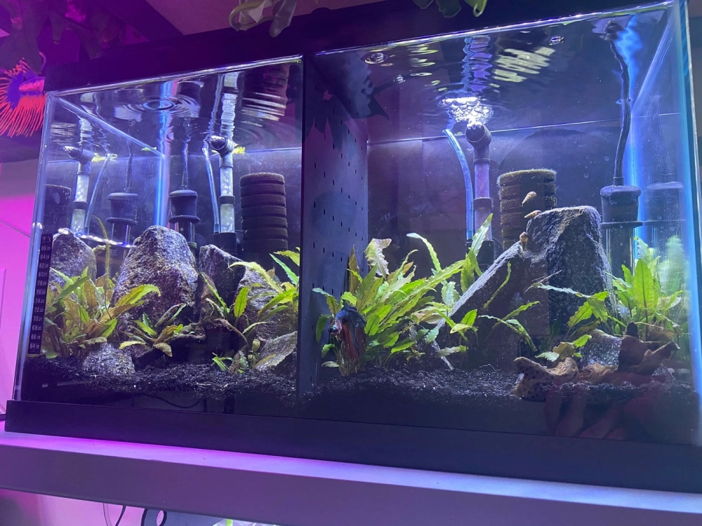 Cách decor bể cá betta nhiều ngăn với cây thủy sinh