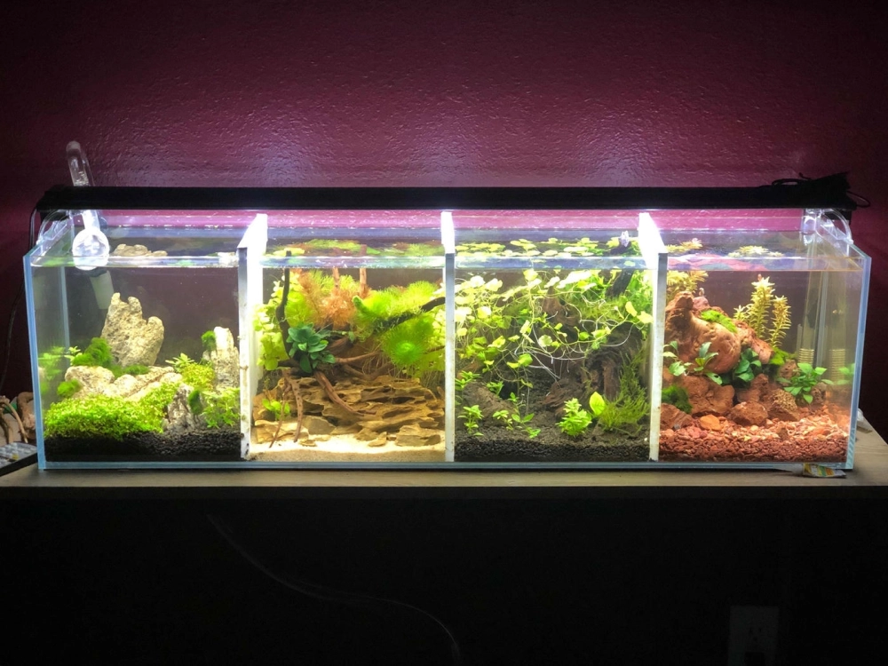 Thiết kế bể cá betta nhiều ngăn bằng kính siêu trong