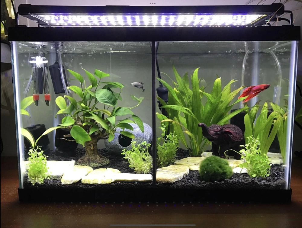 Bể cá betta nhiều ngăn có ngăn chứa vật liệu lọc