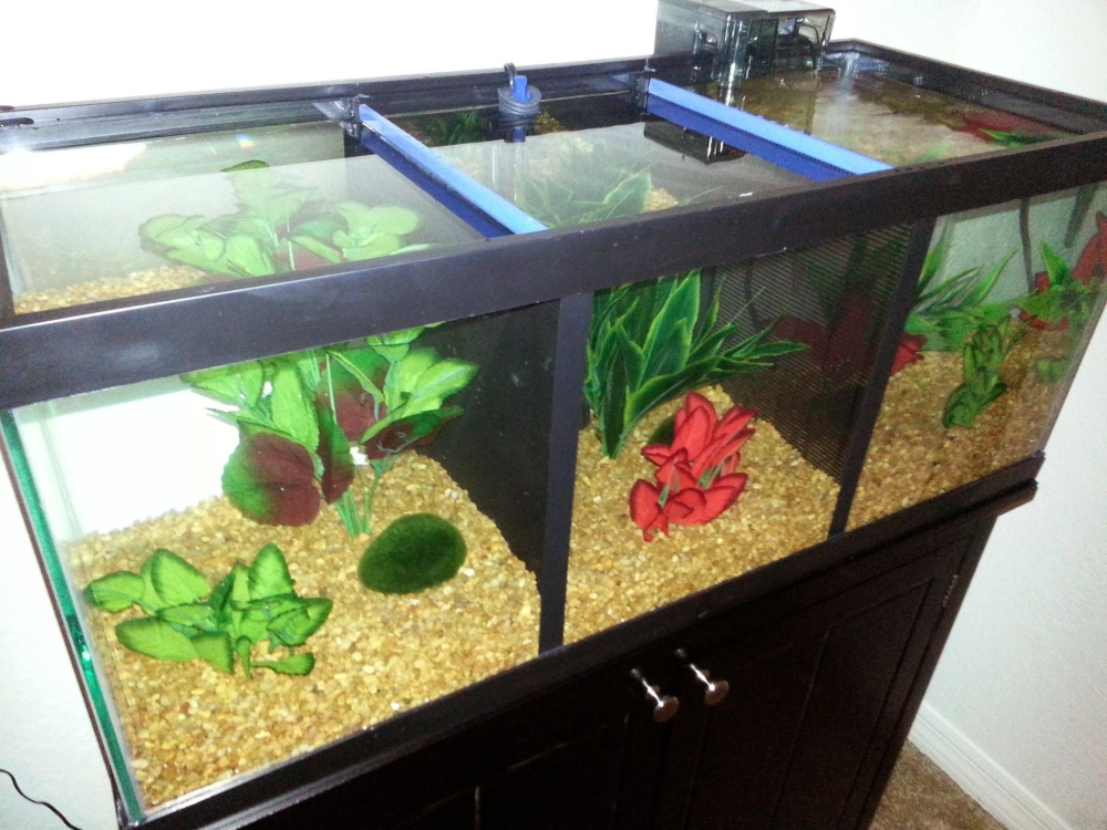 Setup bể cá betta nhiều ngăn với lũa săn đá