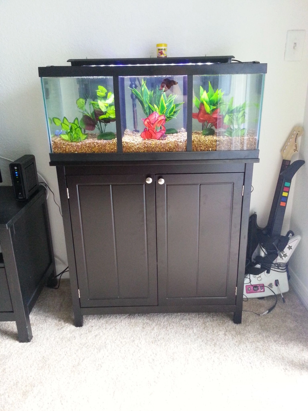 Hệ thống bể cá betta nhiều ngăn nuôi cá rồng xanh