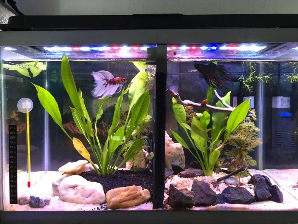 Mẫu bể cá betta nhiều ngăn nhỏ gọn cho chung cư