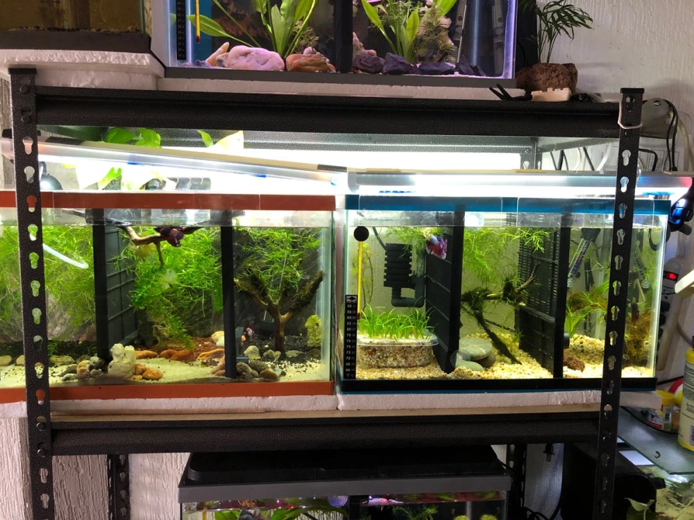 Sử dụng rong đuôi chó trang trí bể cá betta nhiều ngăn