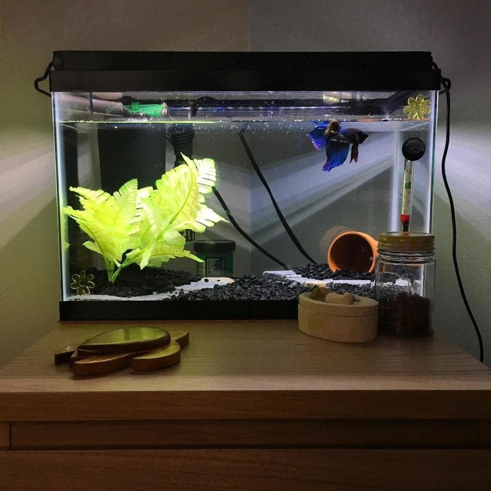 Vách ngăn đen nổi bật màu sắc cá trong bể betta nhiều ngăn