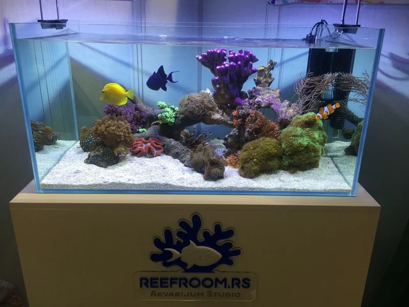 Khám phá ảnh Bể cá biển rực rỡ và sống động