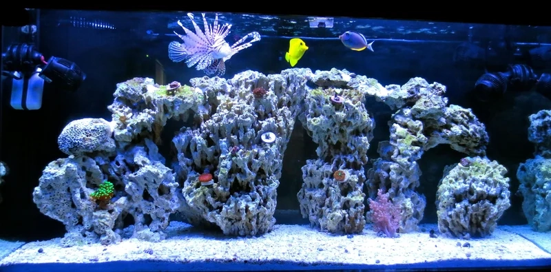 Thưởng thức bể cá biển đẹp tuyệt vời tại nhà