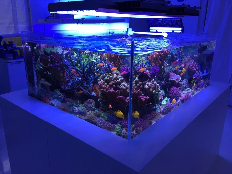 Tạo mẫu bể cá biển độc đáo cho không gian sống