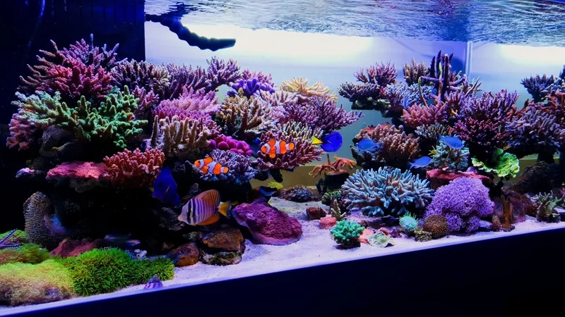 Chọn kích thước bể cá biển phù hợp cho căn phòng